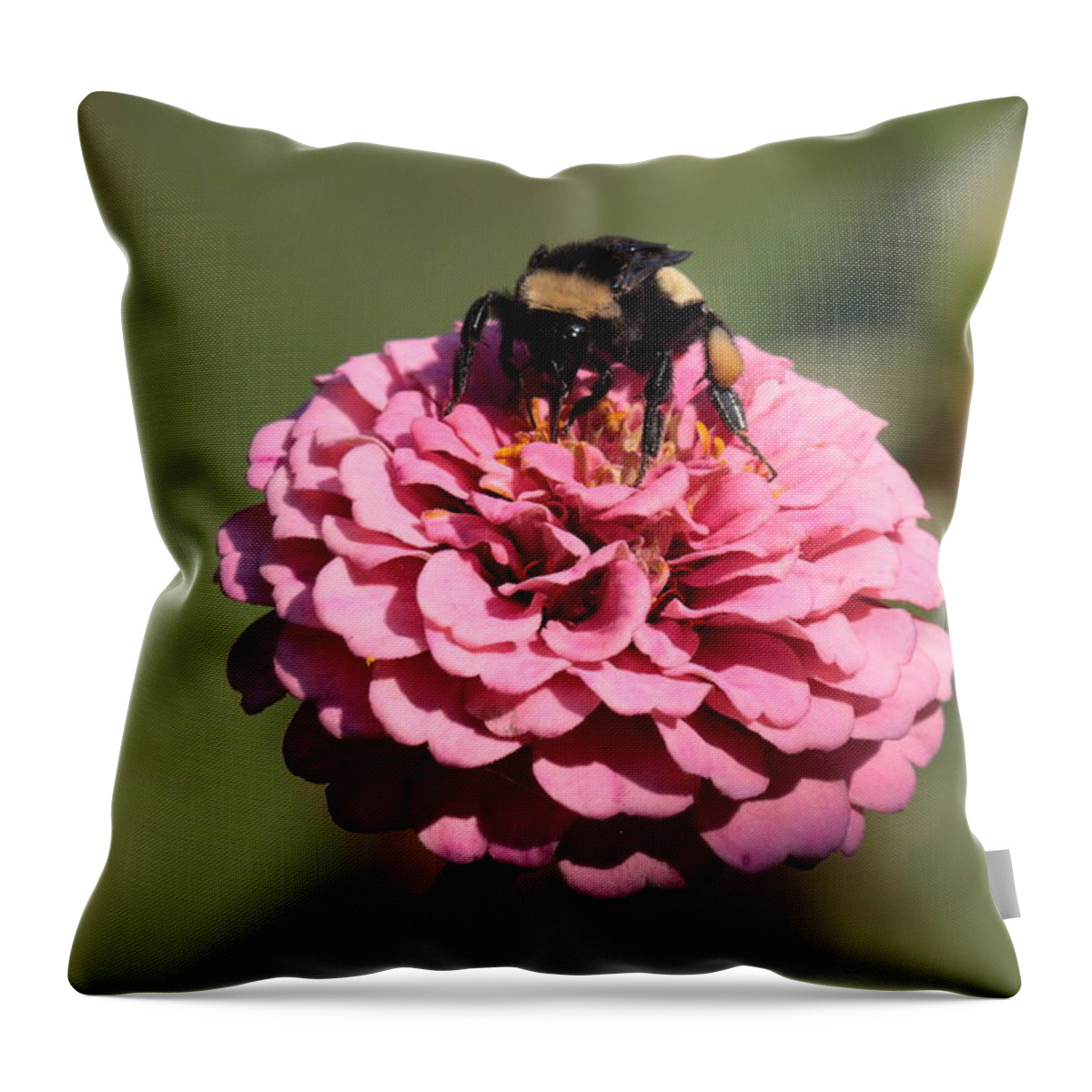 Bumble Bee Throw Pillow featuring the photograph Bumble Bee on Zinnia 2649 by John Moyer
