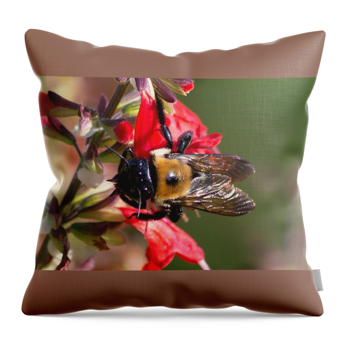 Bumble Throw Pillow featuring the photograph Bumble Bee by Willard Killough III