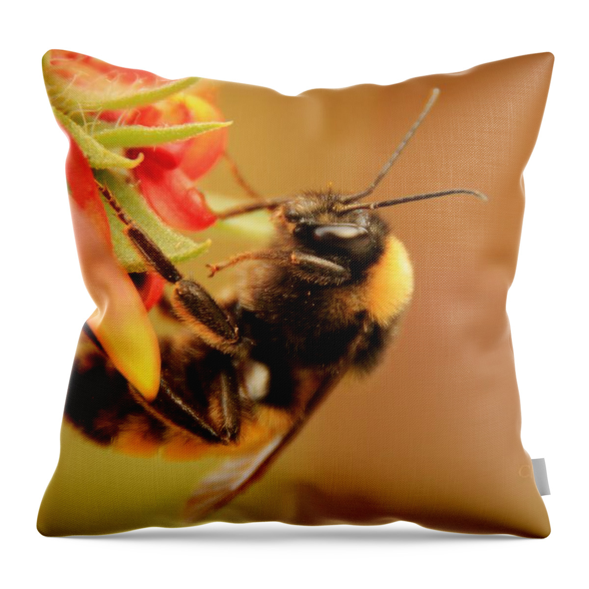 Insect Throw Pillow featuring the photograph Bumblebee at Days End by Chris Berry