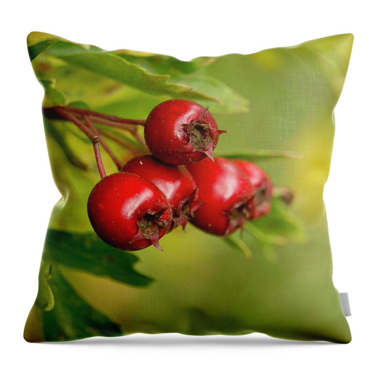 Bunch Throw Pillow featuring the photograph Bunch of Hawthorn berries by Elena Perelman