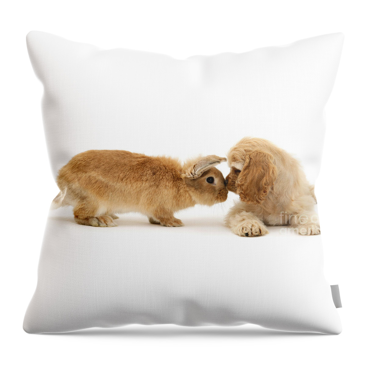 American Cocker Spaniel Throw Pillow featuring the photograph Bunny Nose Best by Warren Photographic