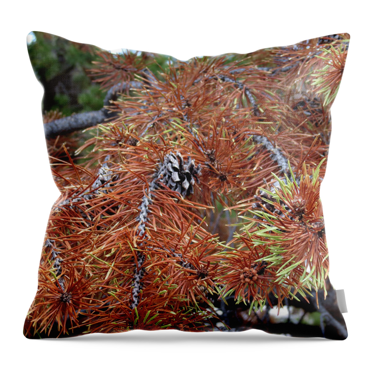 Nature Throw Pillow featuring the photograph Burnt Pine by Laurel Powell