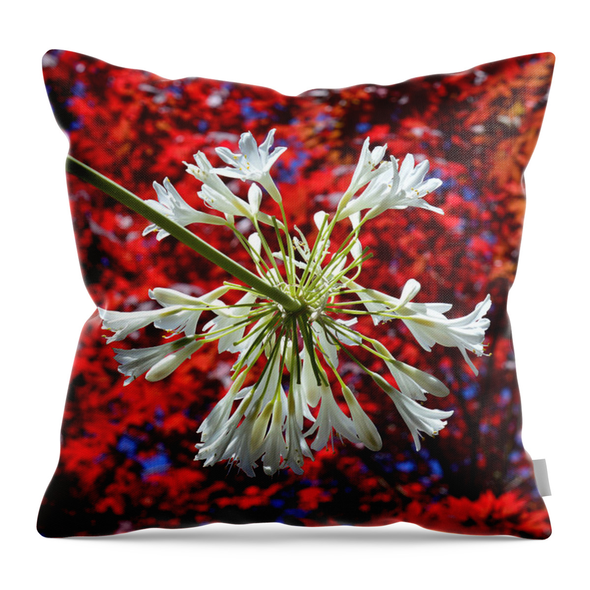 Fireworks Throw Pillow featuring the photograph Bursting In Air by Donna Blackhall