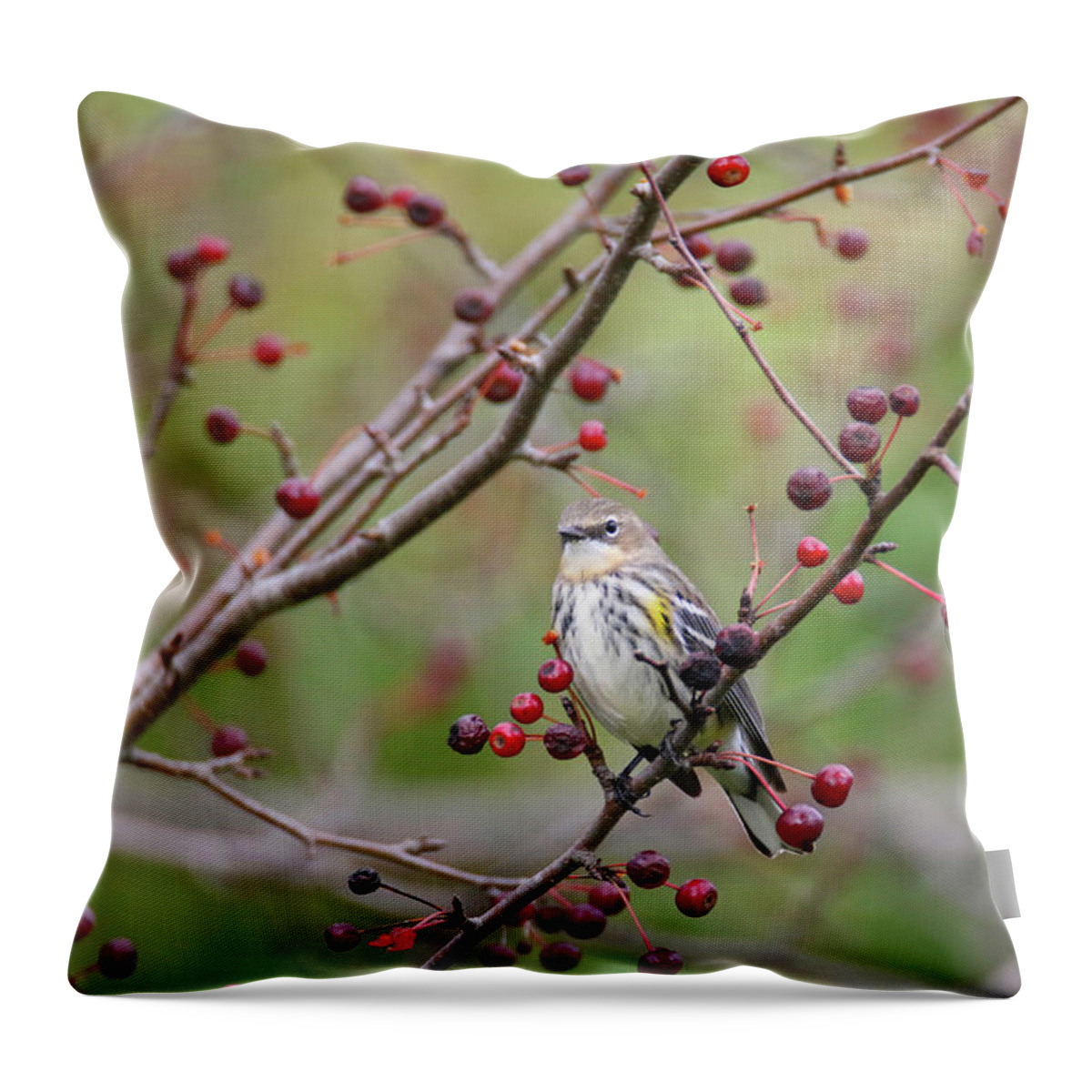 Warbler Throw Pillow featuring the photograph Butter Butt and Berries by Brook Burling