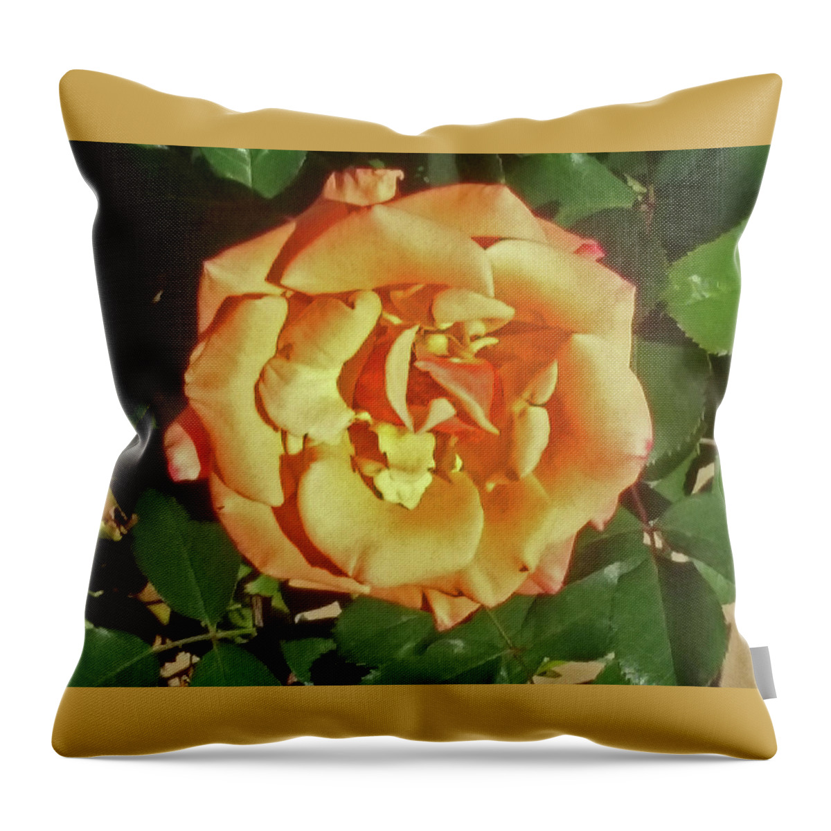 Flower Throw Pillow featuring the photograph Buttercream Rose For Your Valentine by Jay Milo