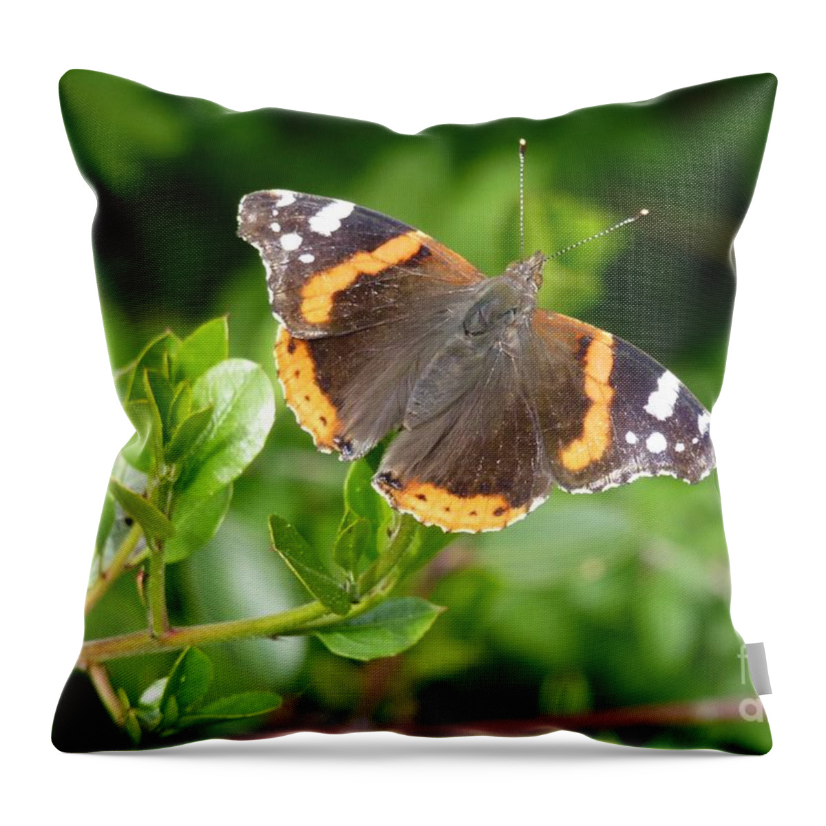 Beautiful Throw Pillow featuring the photograph Butterfly 10 by Jean Bernard Roussilhe