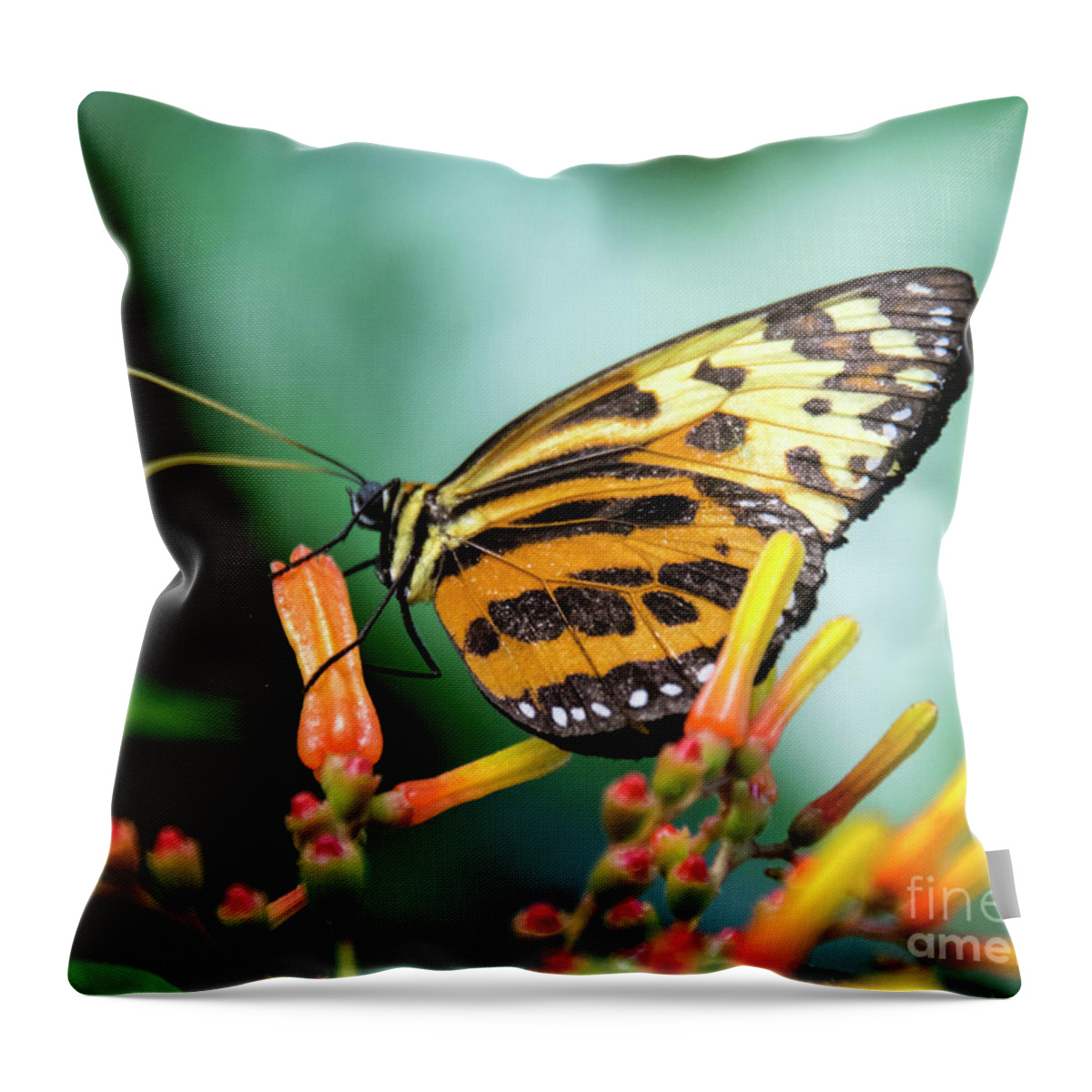 Butterfly Throw Pillow featuring the photograph Butterfly #1957 by Chuck Flewelling