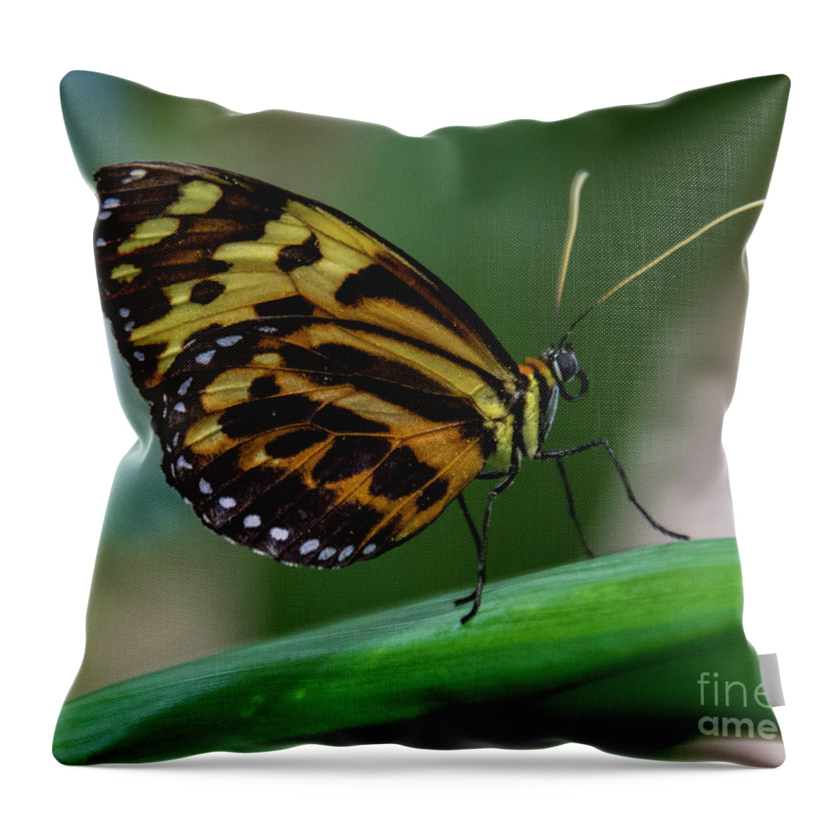 Butterfly Throw Pillow featuring the photograph Butterfly #1963 by Chuck Flewelling