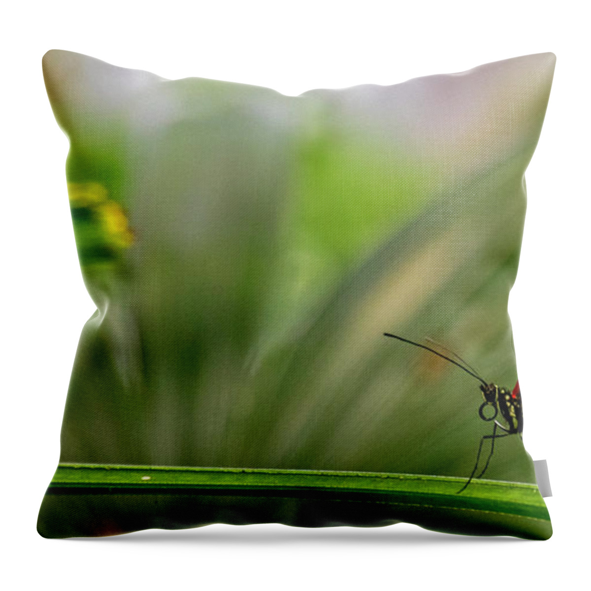 Butterfly Throw Pillow featuring the photograph Butterfly #1992 by Chuck Flewelling