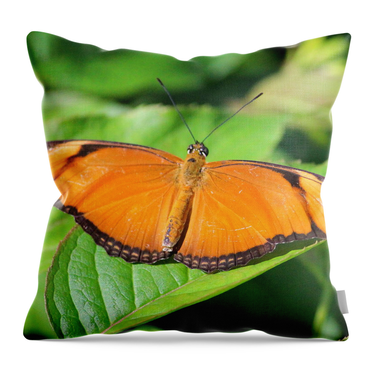 Butterfly Throw Pillow featuring the photograph Butterfly 2 by John Olson
