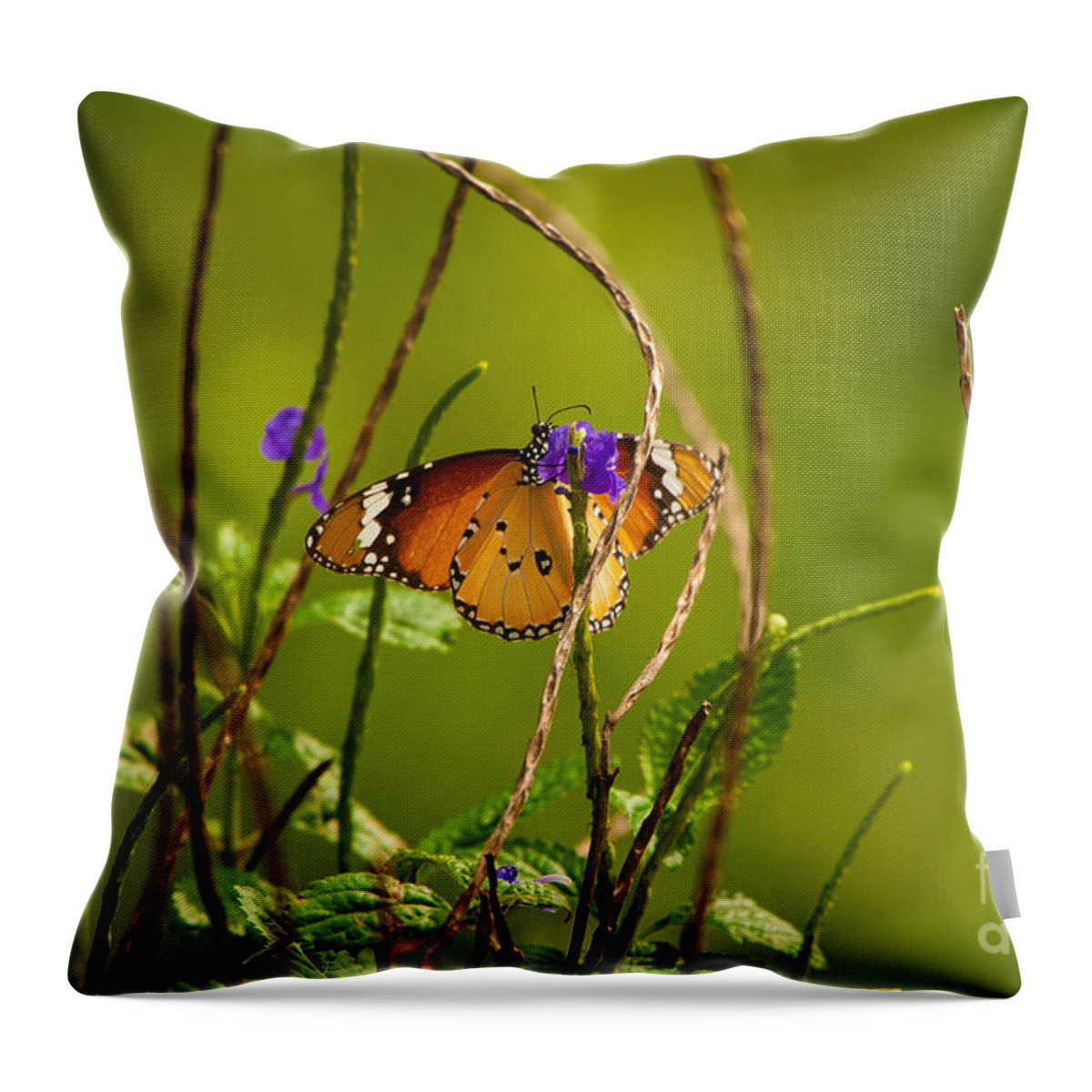 Beautiful Butterfly Photos Throw Pillow featuring the photograph Butterfly and Flower by Venura Herath