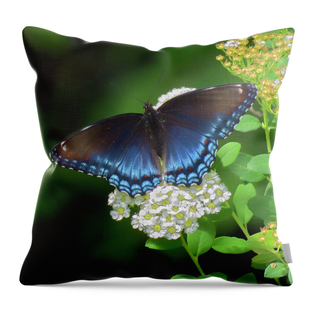 Butterfly Throw Pillow featuring the photograph Butterfly Blue - Red Spotted Admiral by MTBobbins Photography