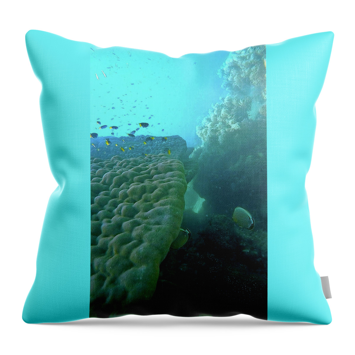 Great Barrier Reef Throw Pillow featuring the photograph Butterfly Fish by Debbie Cundy