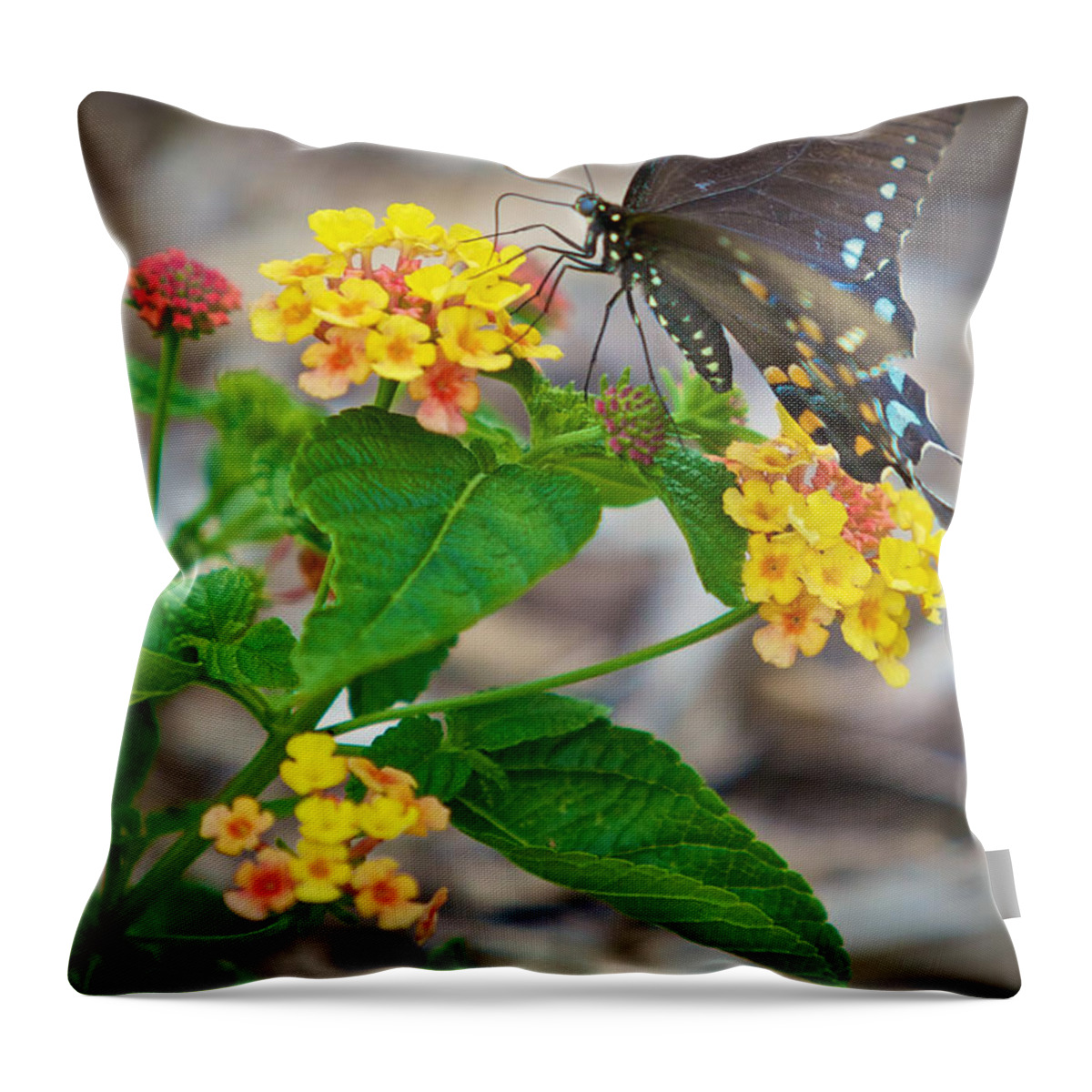 Butterfly Throw Pillow featuring the photograph Butterfly by John Daly