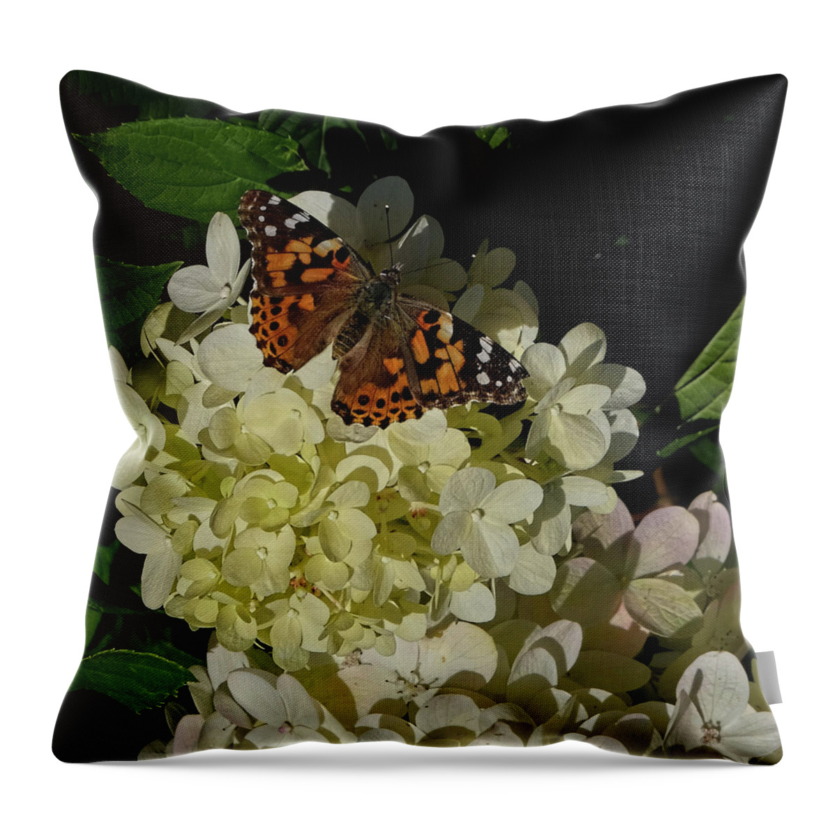 American Painted Lady Throw Pillow featuring the photograph Butterfly on Hydrangea by Ronda Ryan