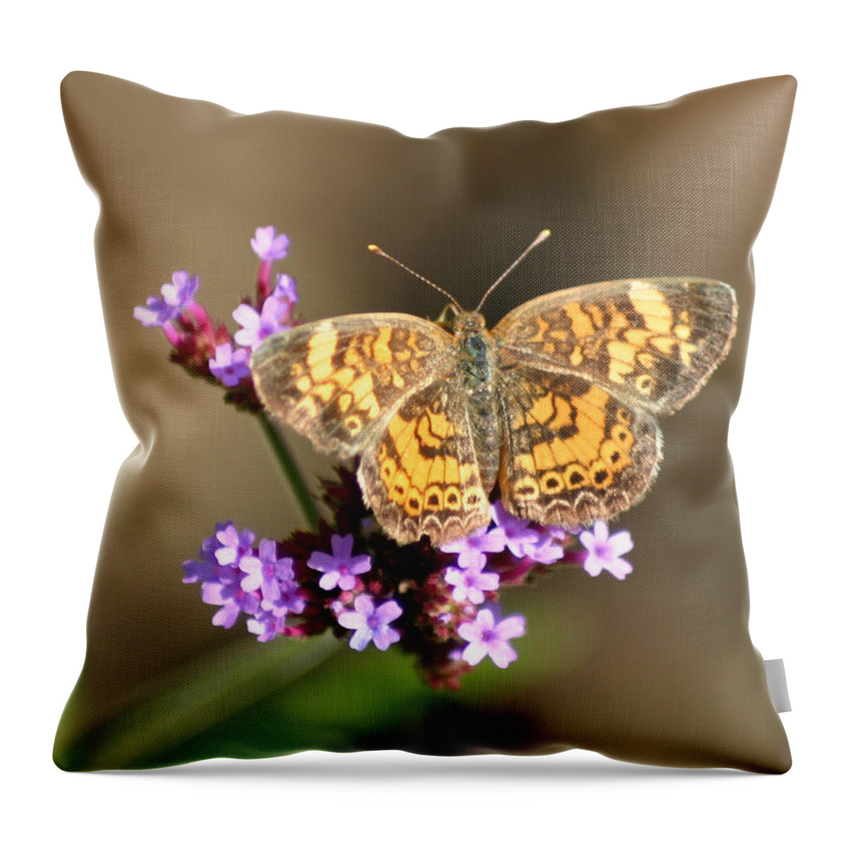 Butterfly Throw Pillow featuring the photograph Butterfly on Verbena by Robert E Alter Reflections of Infinity