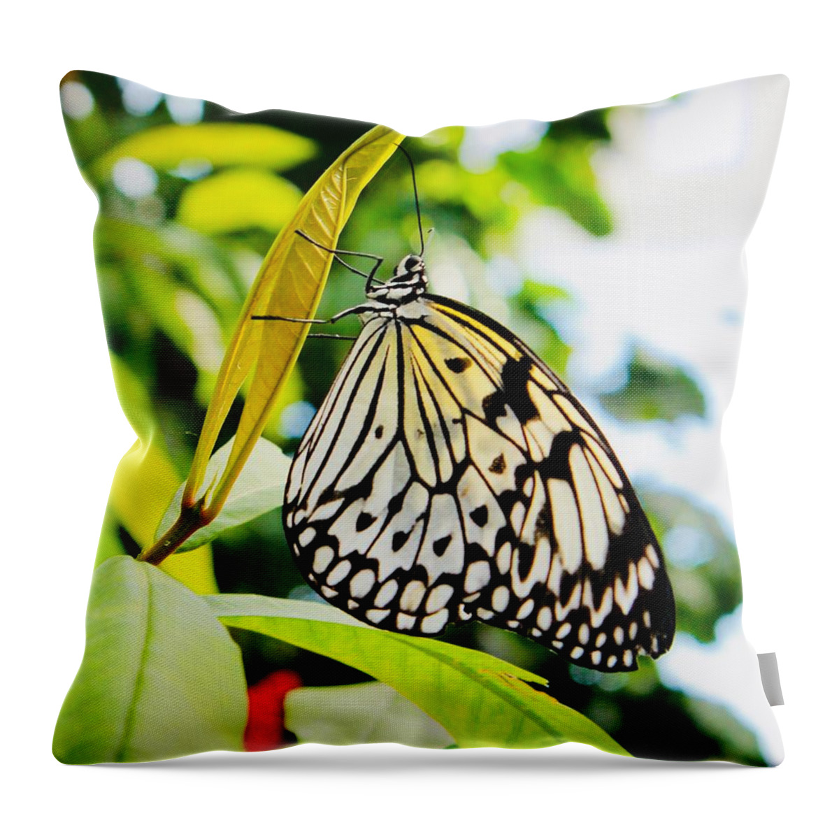 Butterfly Throw Pillow featuring the photograph Butterfly Wonder by Christine Chin-Fook