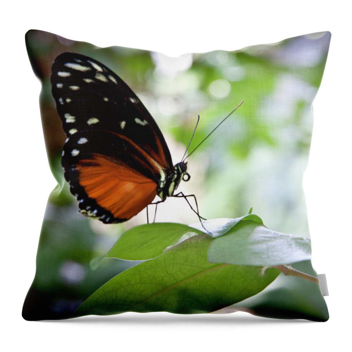 Butterflies Throw Pillow featuring the photograph Butterfly2 by James Woody