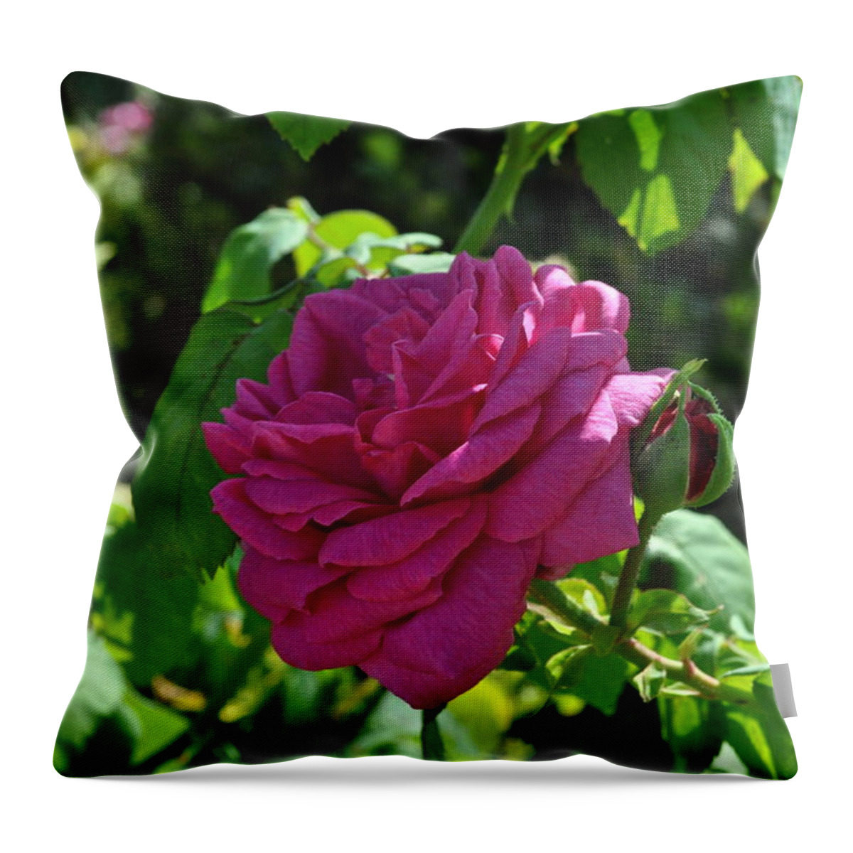 Rose Throw Pillow featuring the photograph By Any Other Name... by Leigh Bandy