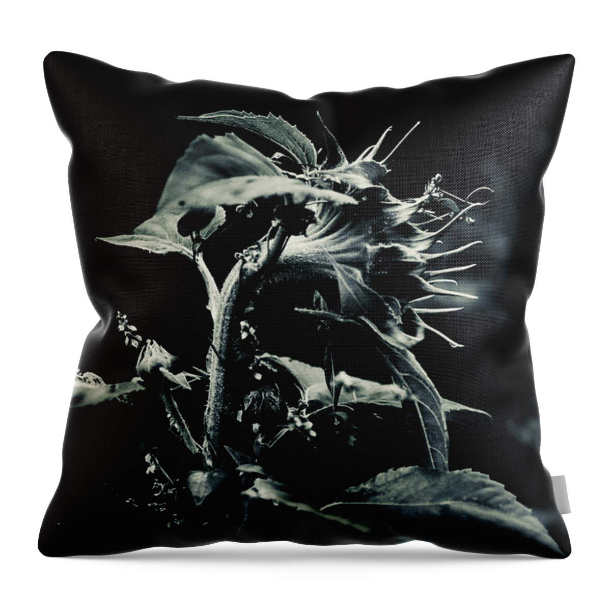 Sunflower Throw Pillow featuring the photograph By the Light Of The Moon by Sue Capuano