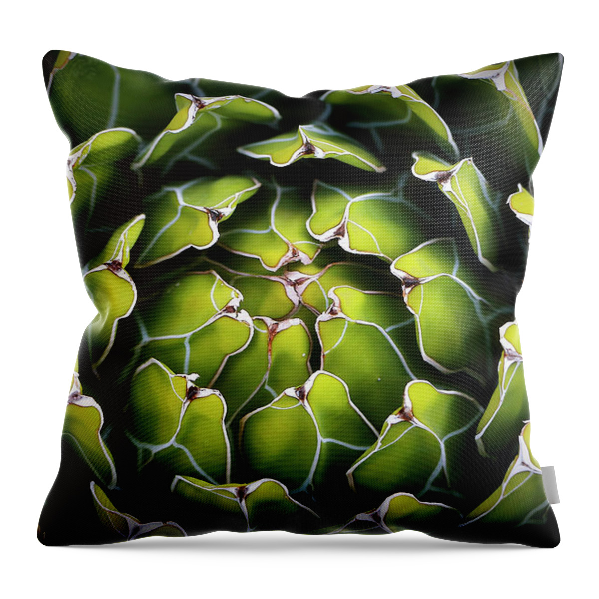 Cacti Throw Pillow featuring the photograph Cacti by Elaine Malott