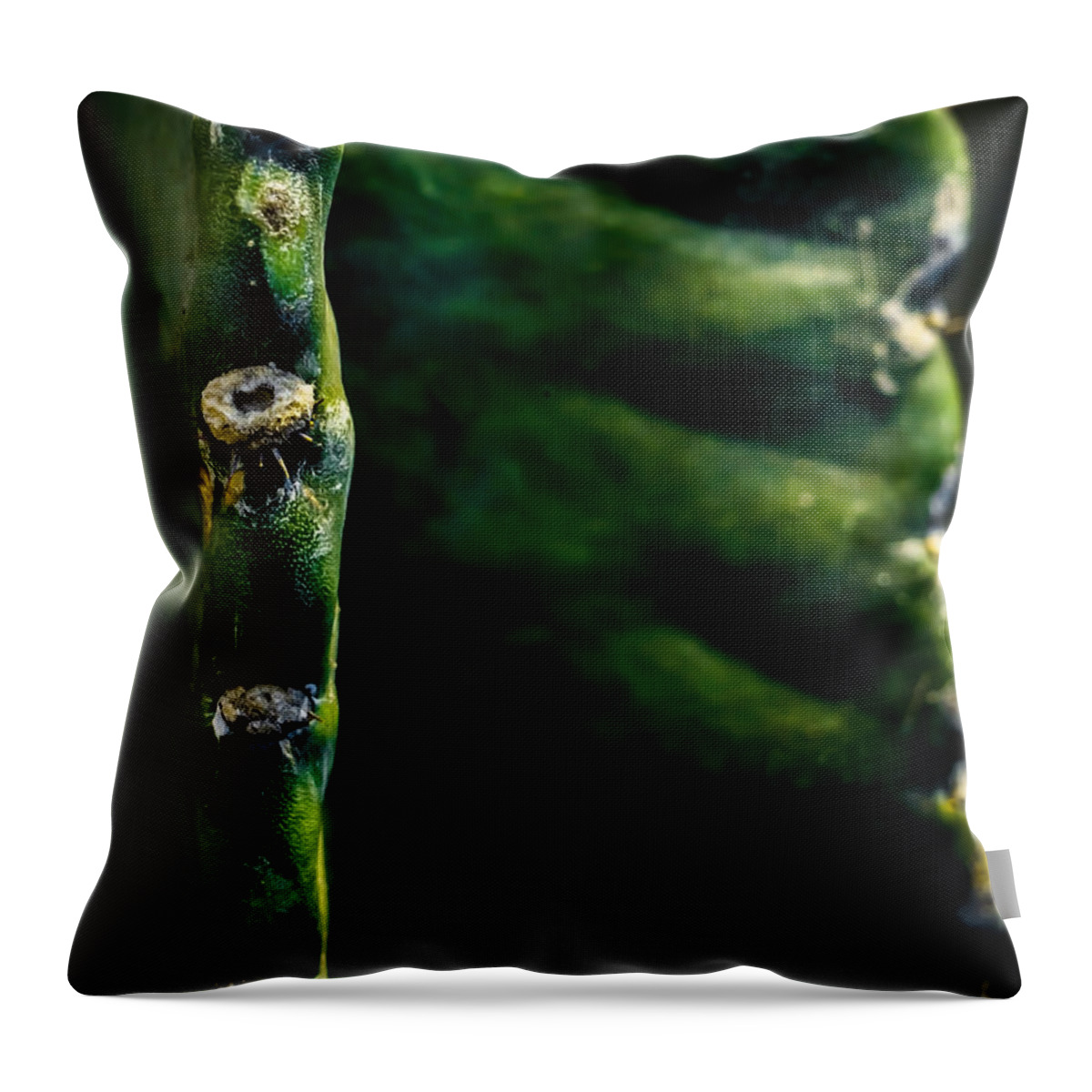 Leaf Throw Pillow featuring the photograph Cactus Abstract by James Aiken