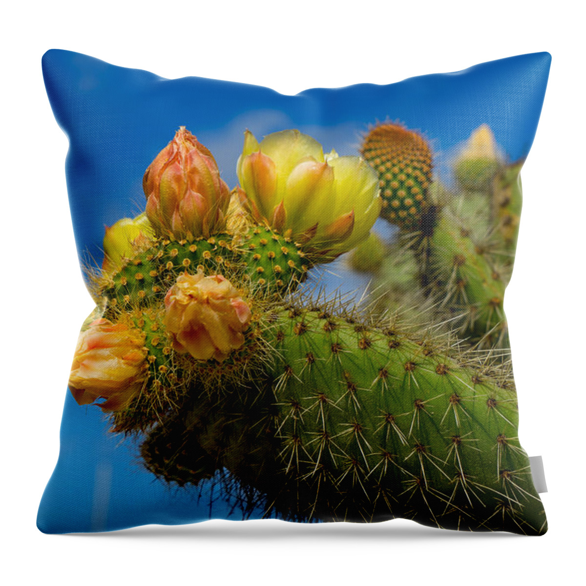 Cactus Throw Pillow featuring the photograph Cactus Blue by Derek Dean