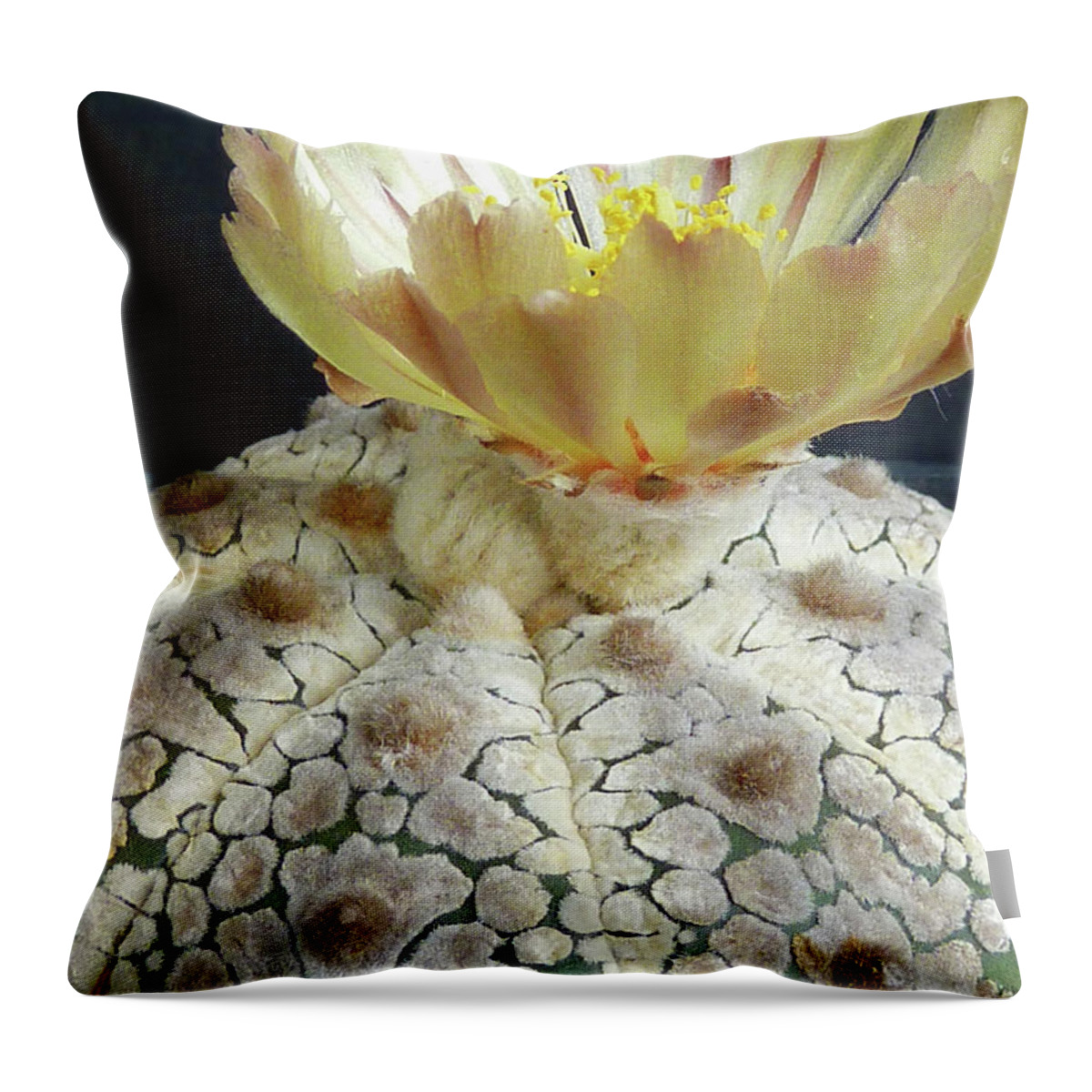 Cactus Throw Pillow featuring the photograph Cactus Flower 1 by Selena Boron