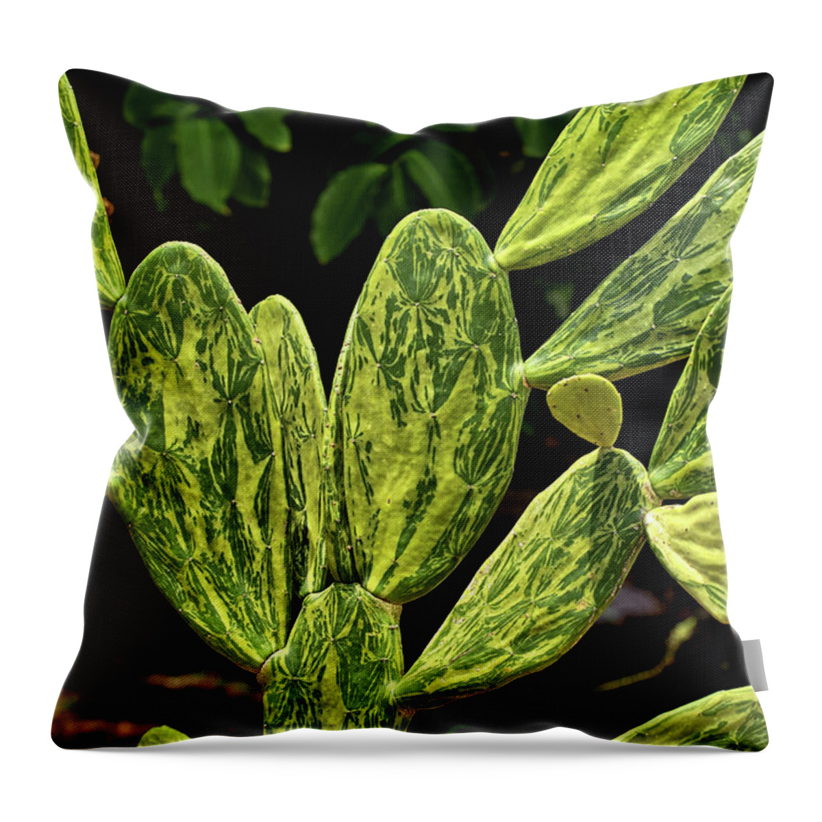 Cactus Patterns Throw Pillow featuring the photograph Cactus Patterns by Richard Goldman