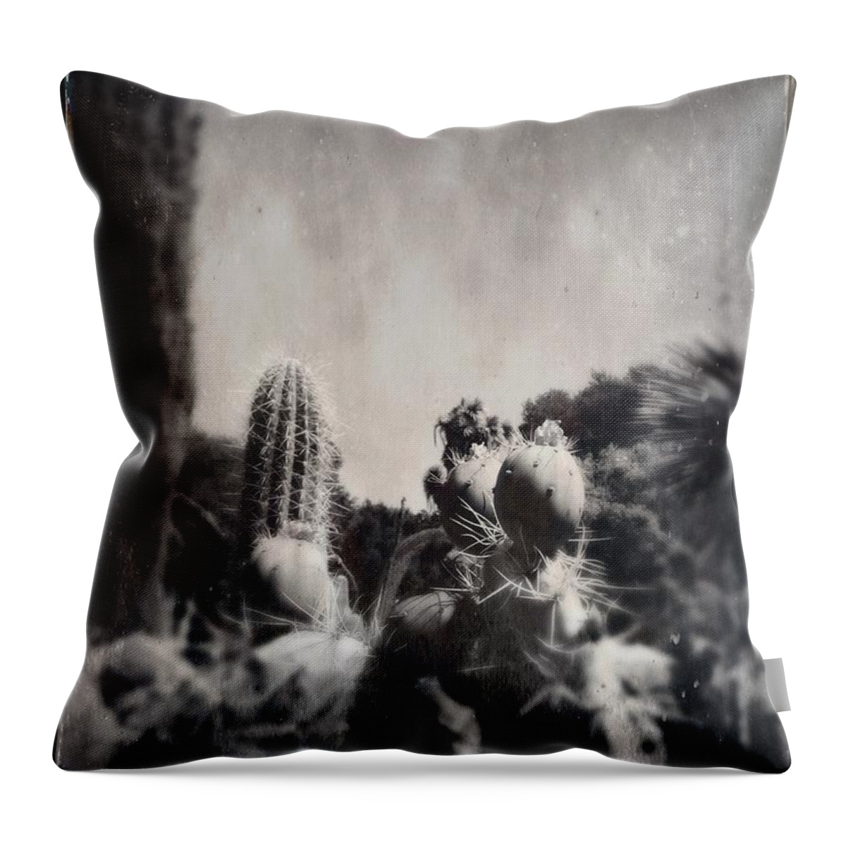 Tintype Throw Pillow featuring the photograph Cactus Tintype by Anne Thurston