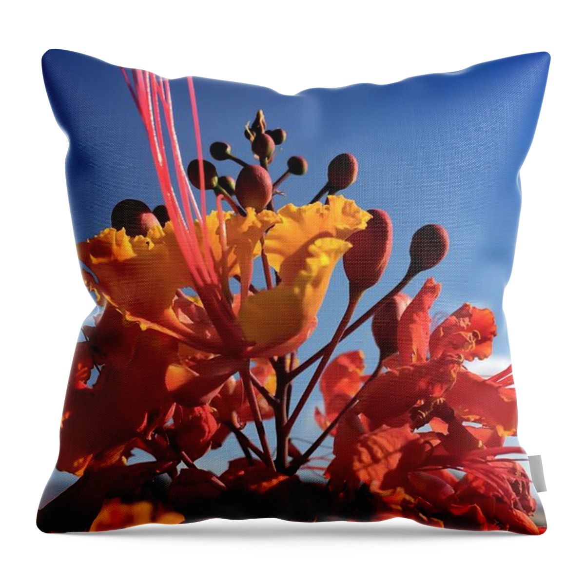 Flower Throw Pillow featuring the photograph Caesalpinia Bird of Paradise by Chris Tarpening