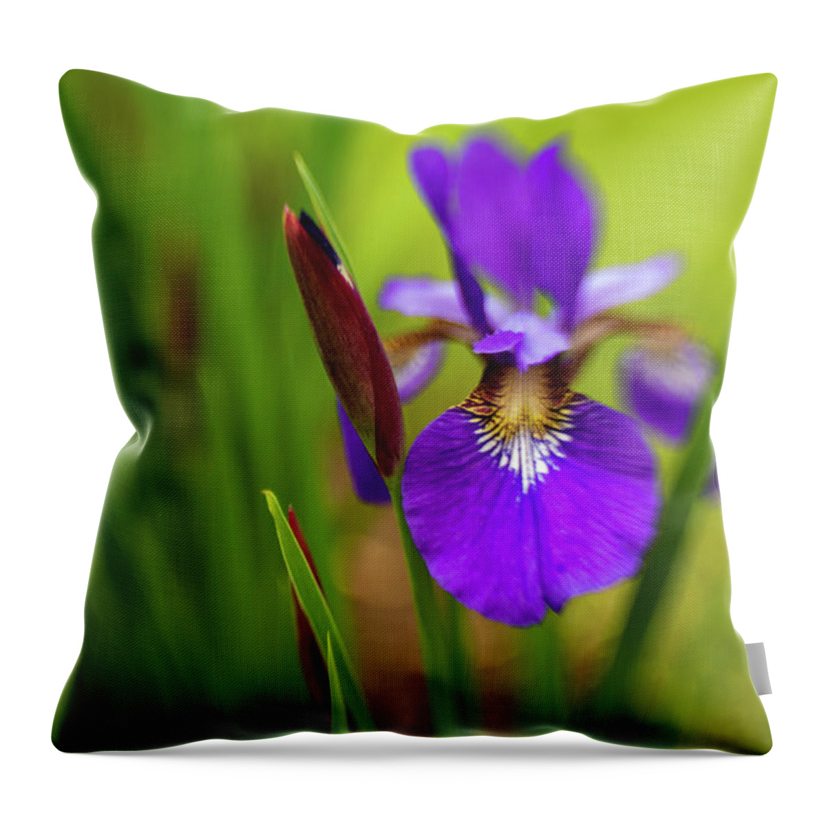 Caesar's Brother Throw Pillow featuring the photograph Caeser's Brother Siberian Iris by Pamela Taylor