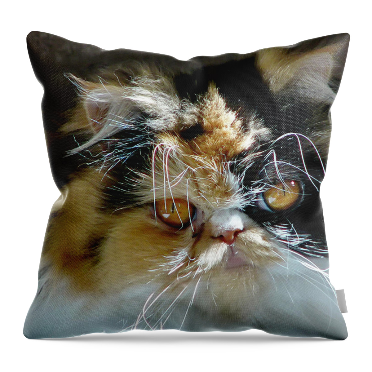 Animals Throw Pillow featuring the photograph Cali Cat by Rhonda McDougall