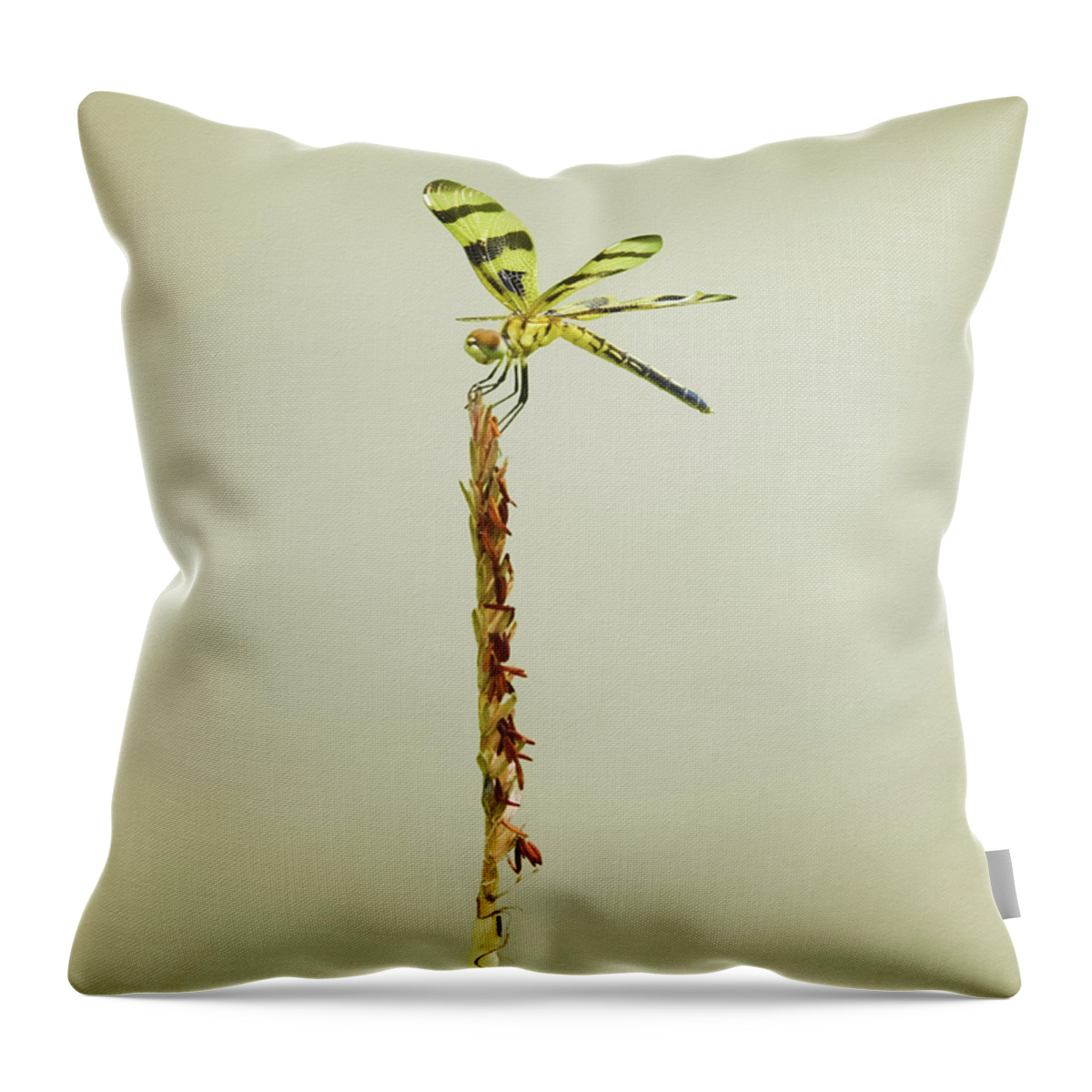 Dragonfly Throw Pillow featuring the photograph Calico Pennant Dragonflies by Steven Michael
