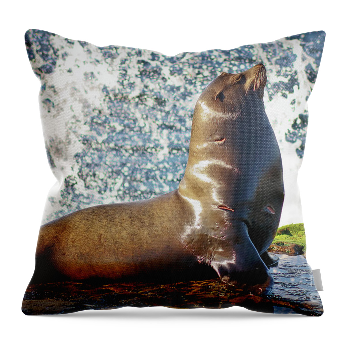 La Jolla Throw Pillow featuring the photograph California Sea Lion at La Jolla Cove by Sam Antonio