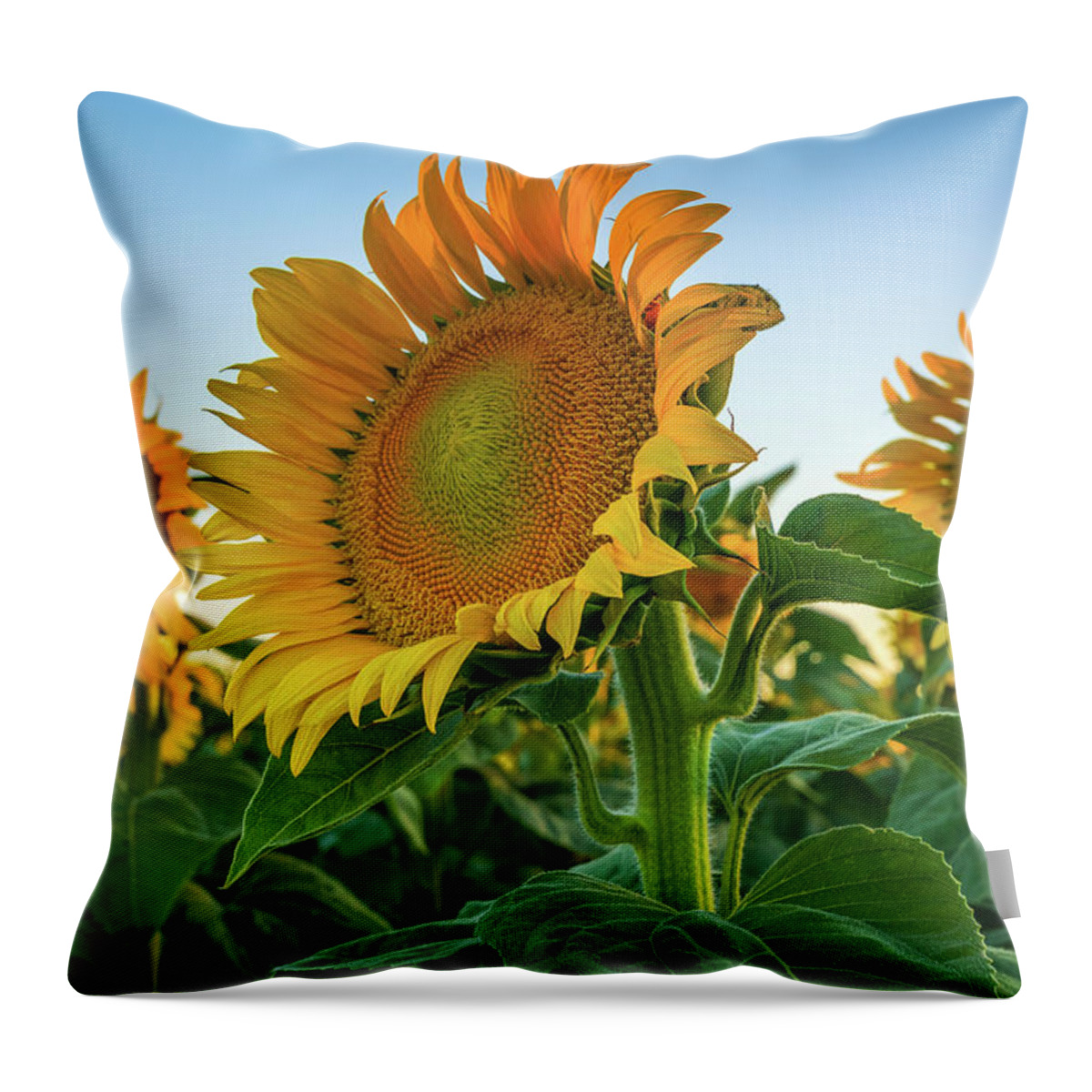 California Throw Pillow featuring the photograph California Sunshine by Greg Mitchell Photography