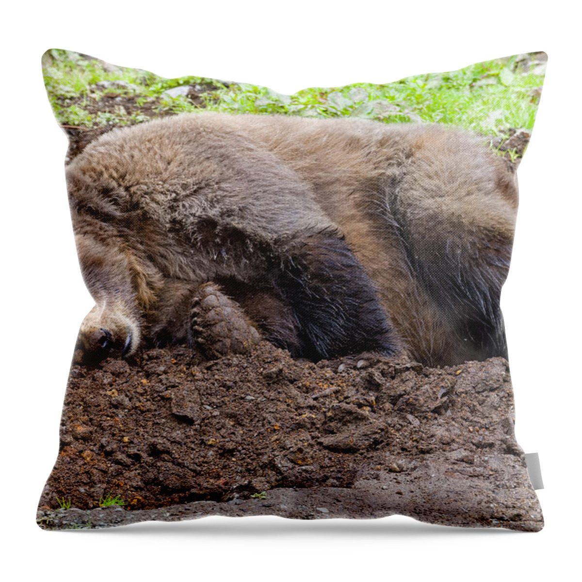 Wildlife. Brown Throw Pillow featuring the photograph Call Later by Harold Piskiel