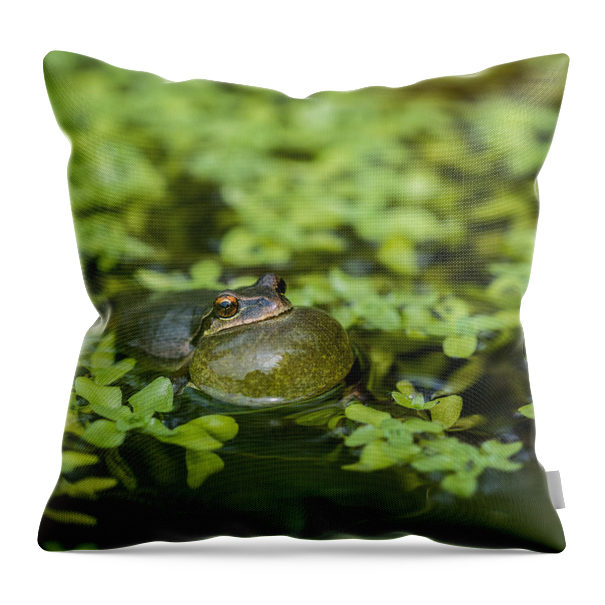 Courtship Throw Pillow featuring the photograph Calling Treefrog by Robert Potts