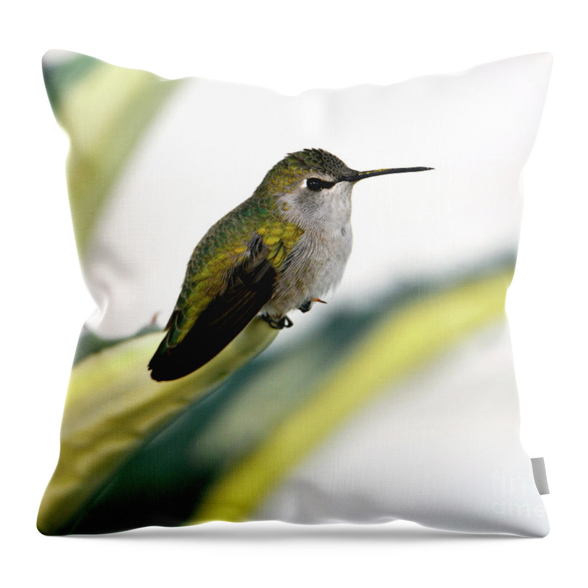 Denise Bruchman Throw Pillow featuring the photograph Calliope Hummingbird on Agave by Denise Bruchman