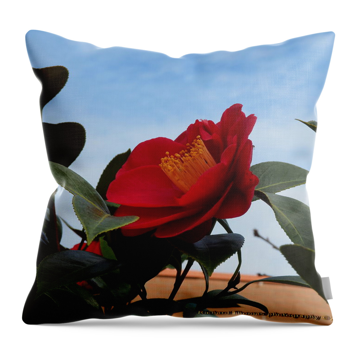 Botanical Throw Pillow featuring the photograph Camellia Kissing the Sky by Richard Thomas