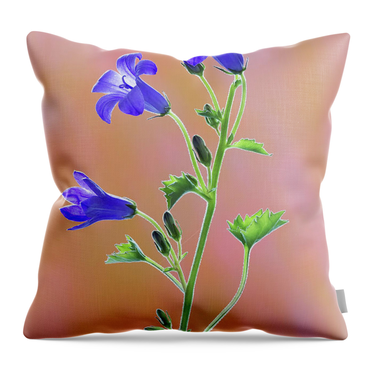 Floral Throw Pillow featuring the photograph Campanula by Shirley Mitchell