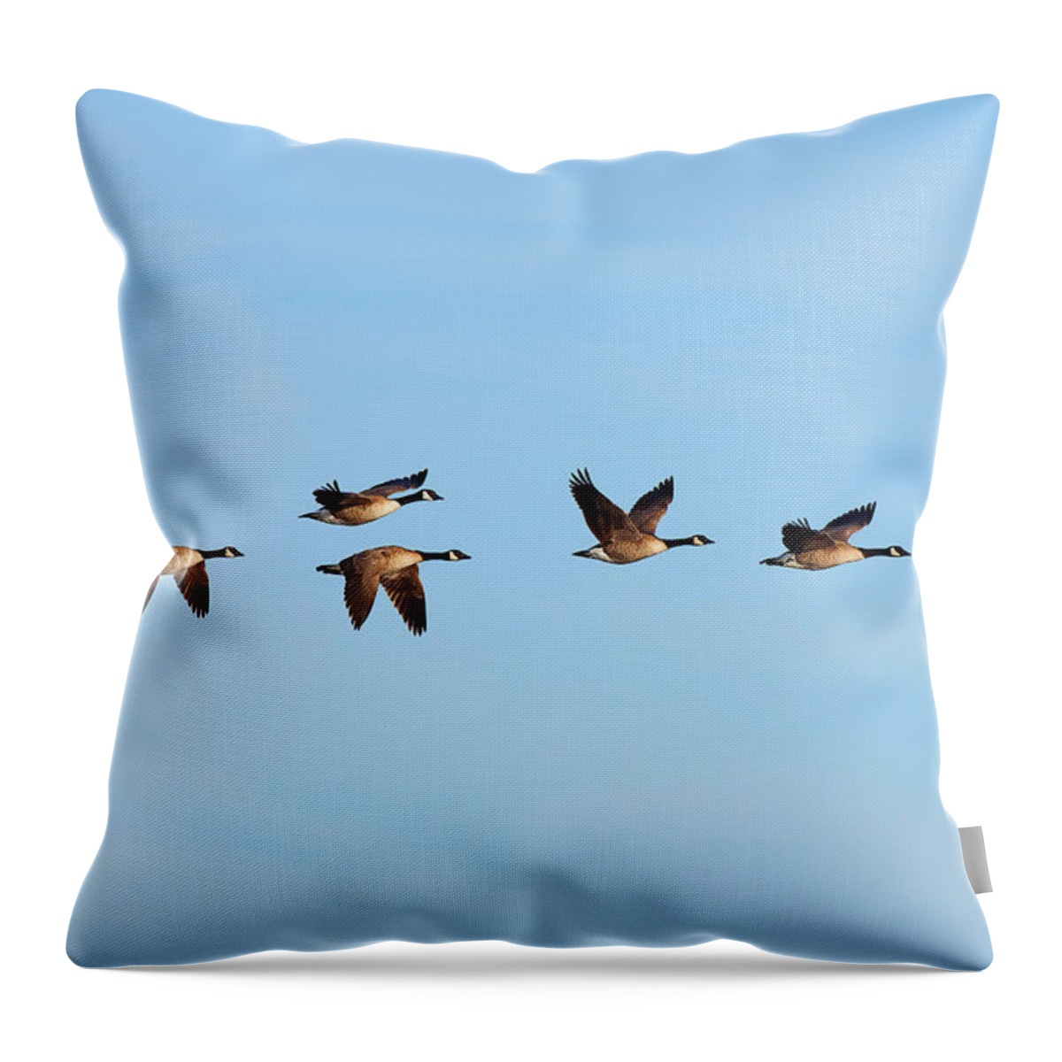 Canada Throw Pillow featuring the photograph Canada Geese in flight by Ram Vasudev