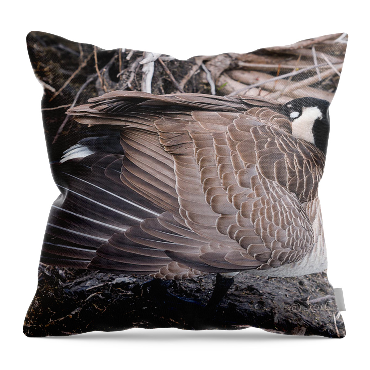 Heron Heaven Throw Pillow featuring the photograph Canada Goose Asleep by Ed Peterson