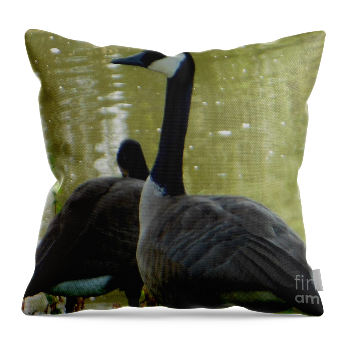 Canada Goose Throw Pillow featuring the photograph Canada Goose Edge of Pond by Rockin Docks Deluxephotos