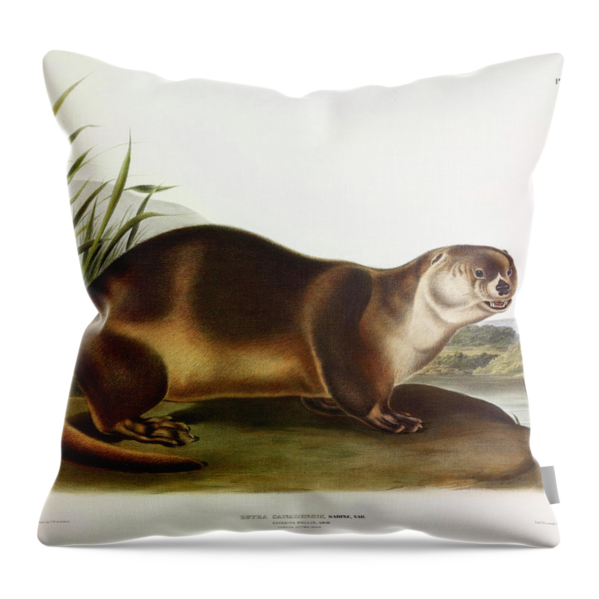 Canada Otter Throw Pillow featuring the painting Canada Otter by John James Audubon