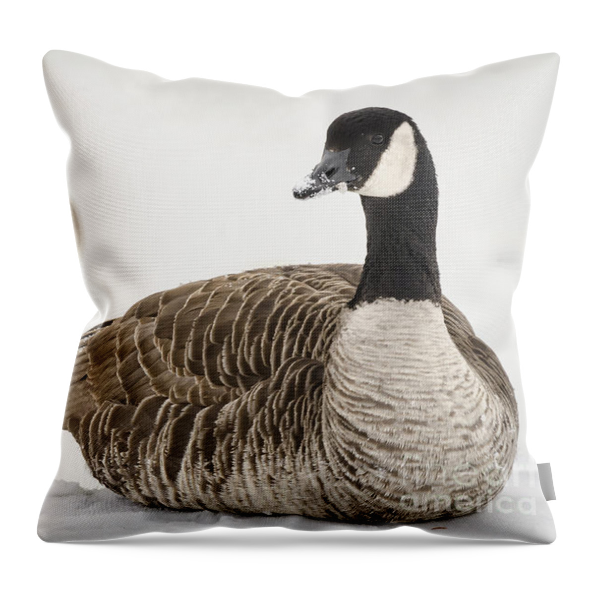 Animal Throw Pillow featuring the photograph Canadian Geese by Andrea Silies