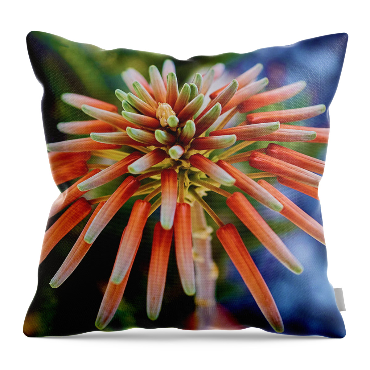 Aloe Throw Pillow featuring the photograph Candelobra Aloe in San Diego by Kenneth Roberts