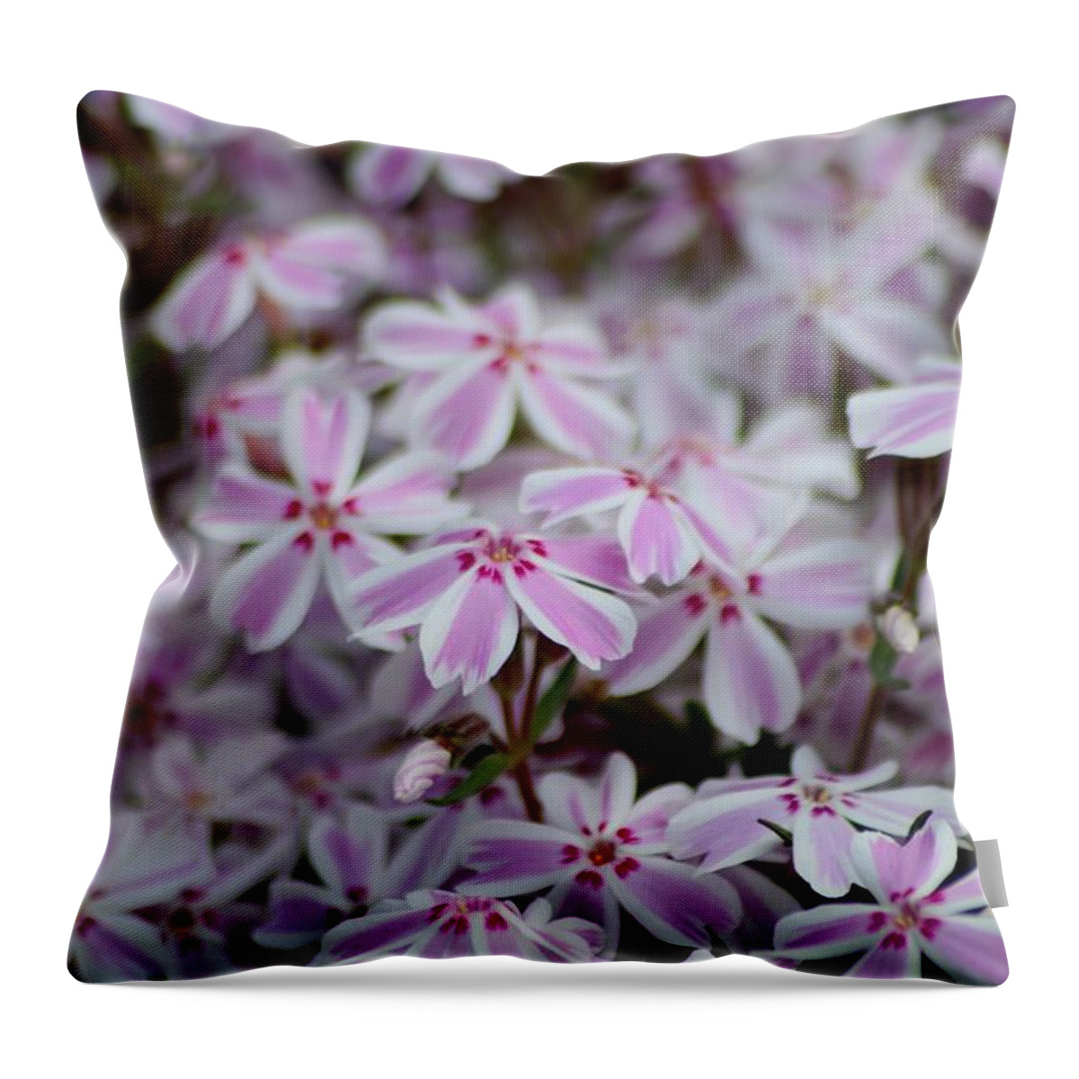 Candy Stripe Phlox Throw Pillow featuring the photograph Candy Stripe Phlox by Living Color Photography Lorraine Lynch