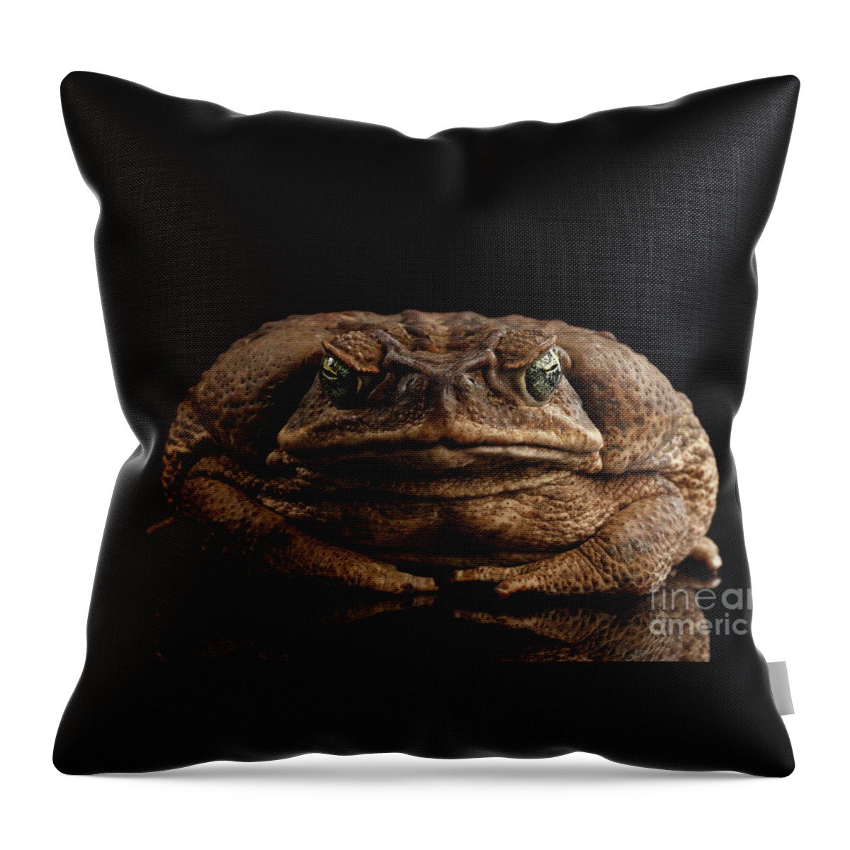 Toad Throw Pillow featuring the photograph Cane Toad by Sergey Taran