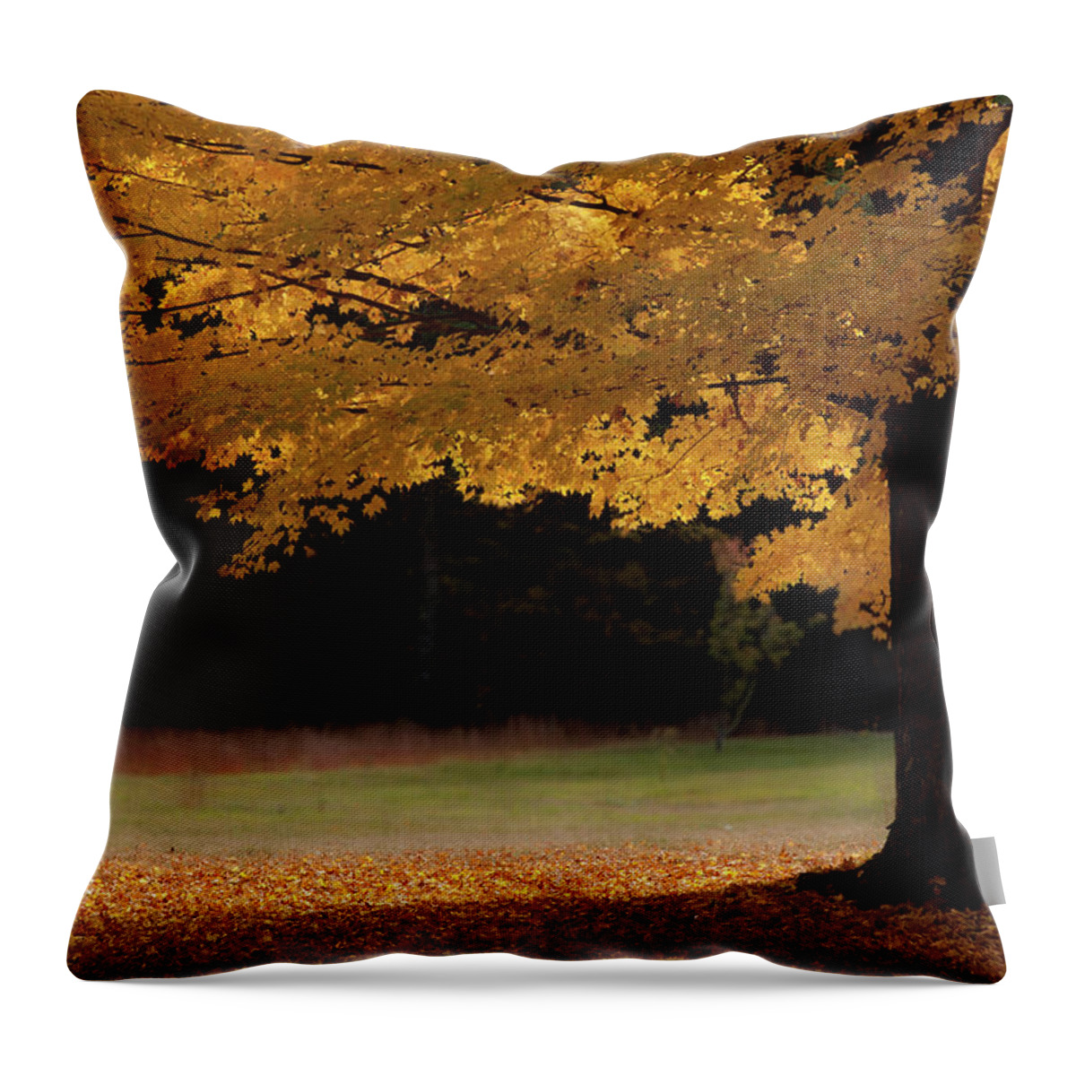 Yellow Maple Tree Throw Pillow featuring the photograph Canopy of Autumn Gold by Jeff Folger